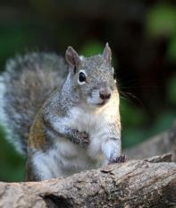 Grey Squirrel