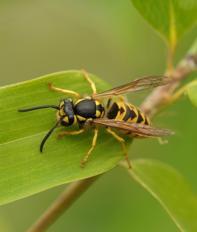 Wasps