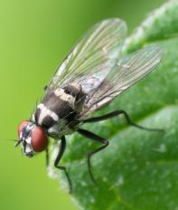 Cluster Flies