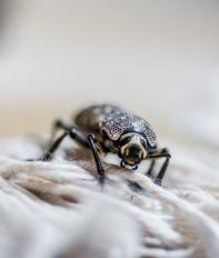 Textile or Carpet Insects